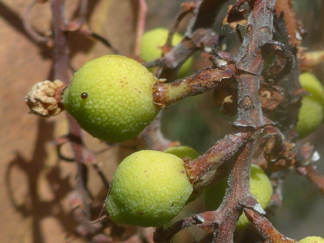 High Resolution Arbutus menziesii Fruit